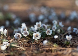 Wiosenne, Kwiatki, Eranthis pinnatifida, Ranniki, Ściółka