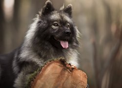 Eurasier na pniu