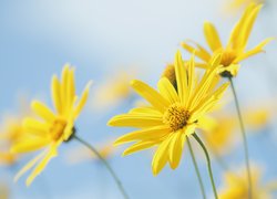 Żółte, Kwiaty, Euryops pectinatus