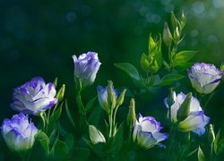 Eustoma wielkokwiatowa