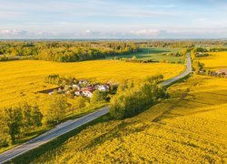 Farma na polu rzepaku obok drogi