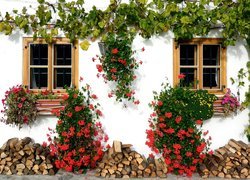 Fasada domu ozdobiona pelargoniami i bluszczem