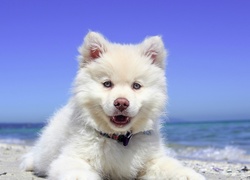 Fiński lapphund na plaży