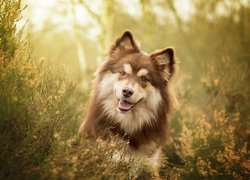 Fiński lapphund w uschniętych wrzosach