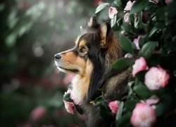 Pies, Szpic, Fiński lapphund, Profil