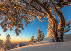 Finlandia, Karelia Północna, Park Narodowy Koli, Zima, Oszronione, Drzewo, Poranek