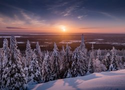 Finlandia, Laponia, Gmina Posio, Park Narodowy Riisitunturi, Zima, Drzewa, Świerki, Zachód słońca