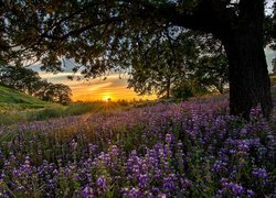 Wiosna, Kwiaty, Collinsia, Drzewa, Promienie słońca, Wzgórza, Kalifornia, Stany Zjednoczone