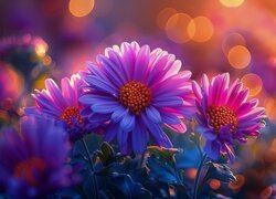 Kwiaty, Fioletowe, Astry, Światło, Bokeh, Grafika