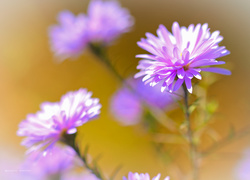 Aster, Fioletowy, Kwiat