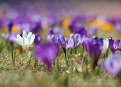 Biały, Krokus, Rozmyte, Fioletowe, Krokusy