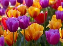 Żółte, Fioletowe, Tulipany