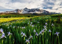 Stany Zjednoczone, Kolorado, San Juan Mountains, Wilson Peak, Góry, Irysy, Łąka, Niebo, Chmury, Kwiaty