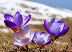 Fioletowe, Krokusy, Sucha, Trawa