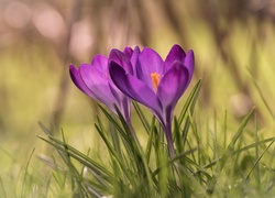 Dwa, Fioletowe, Krokusy