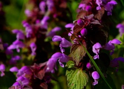 Fioletowe kwiatki jasnoty purpurowej