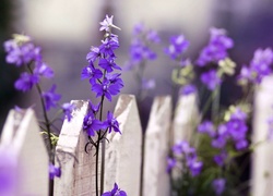 Fioletowe kwiatki ozdobą białego płotu