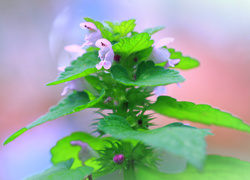 Fioletowe kwiatuszki jasnoty purpurowej