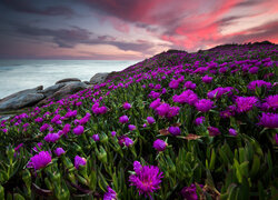 Fioletowe kwiaty i kamienie na brzegu morza pod kolorowymi chmurami