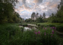 Fioletowe kwiaty i wysoka trawa nad stawem