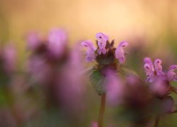 Fioletowe kwiaty jasnoty purpurowej