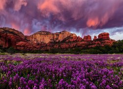 Stany Zjednoczone, Arizona, Sedona, Góry, Beaar Mountain, Skały, Chmury, Kwiaty