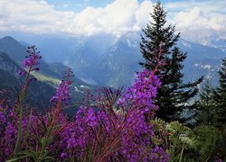 Fioletowe kwiaty na tle zamglonych gór
