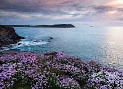 Morze Celtyckie, Wybrzeże, Kwiaty, Plaża, Polzeath, Kornwalia, Anglia