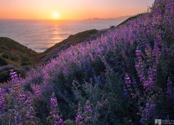 Fioletowe kwiaty na wzgórzu i morze w tle