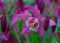 Fioletowe kwiaty orlika