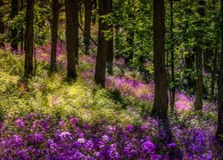 Fioletowe kwiaty pod drzewami w słonecznym lesie