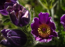 Fioletowe kwiaty sasanki