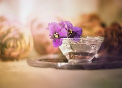 Fioletowe kwiaty sępolii w szklanej miseczce