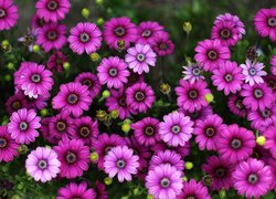 Fioletowe, Kwiaty, Osteospermum, Afrykańska stokrotka