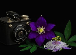 Fioletowe kwiaty ułożone obok aparatu fotograficznego marki Brownie