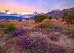 Park stanowy, Anza Borrego Desert, Łąka, Drzewa, Kwiaty, Góry, Kalifornia, Stany Zjednoczone