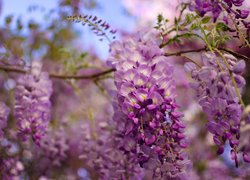 Gałązka, Fioletowe, Kwiaty, Wisteria, Glicynia