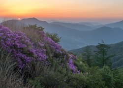 Fioletowe różaneczniki na górze Baraebong