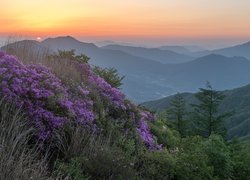 Góry, Góra Baraebong, Wschód słońca, Kwiaty, Różaneczniki, Drzewa, Korea Południowa