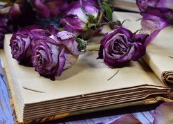 Fioletowe róże na otwartej książce