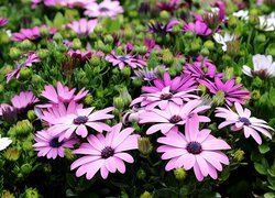 Fioletowe, Kwiaty, Osteospermum, Stokrotki afrykańskie