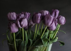 Fioletowe tulipany