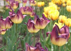 Kwiaty, Fioletowo-żółte, Tulipany