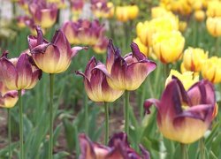 Fioletowo-żółte tulipany