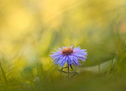 Kwiat, Aster, Rozmycie