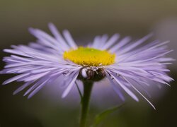Kwiat, Fioletowy, Aster, Makro