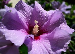 Fioletowy hibiskus