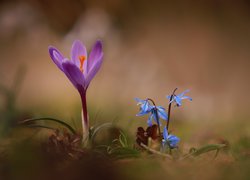 Fioletowy krokus i niebieskie cebulice syberyjskie