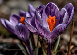 Fioletowy krokus w makro