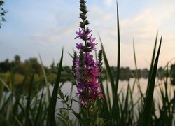 Fioletowy kwiat na tle traw i jeziora